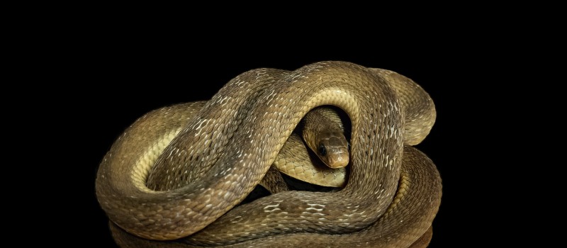 Jajożer (Dasypeltis gansi)