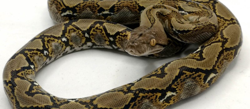 Pyton siatkowy (Malayopython reticulatus)