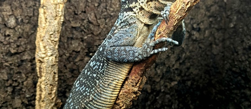 Waran błękitny (Varanus macraei)