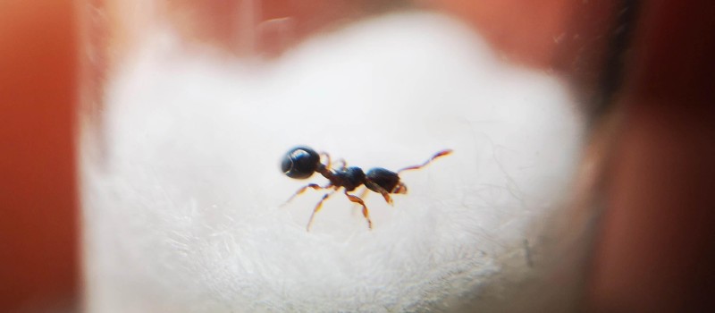 Myrmecina graminicola