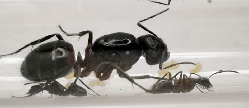 Camponotus ligniperda