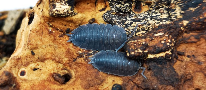 Prosionek szorstki (Porcellio scaber)