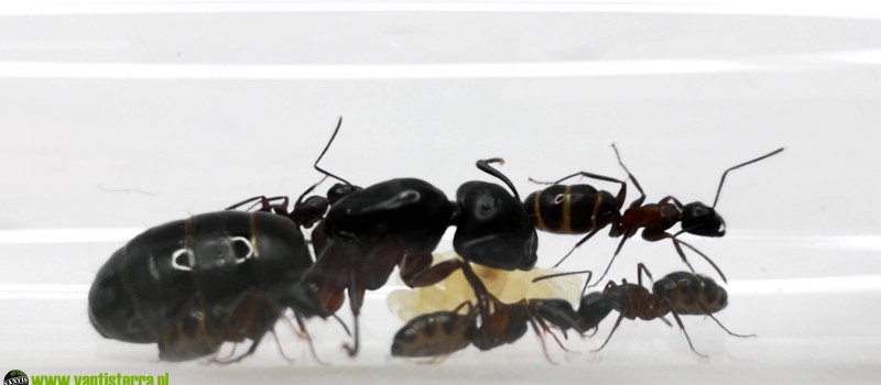 Camponotus herculeanus