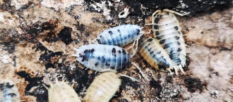 Porcellio laevis