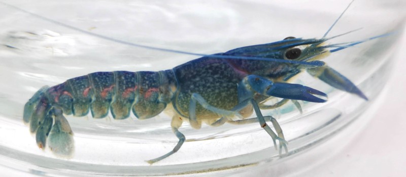 Rak australijski (Cherax quadricarinatus)