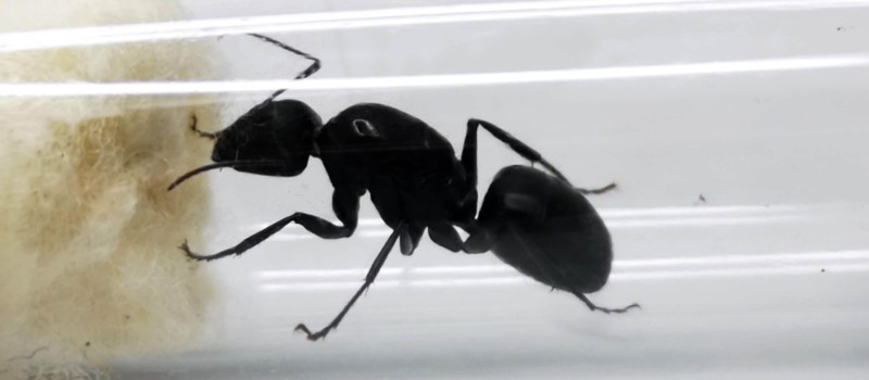 Camponotus japonicus