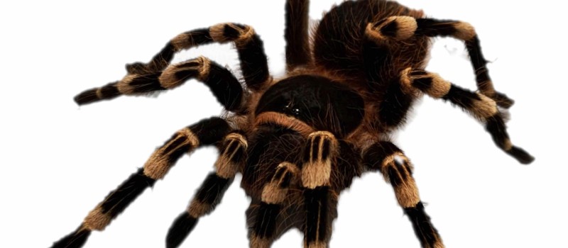 Acanthoscurria geniculata