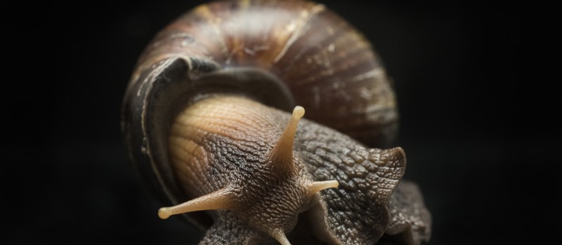 Lissachatina fulica