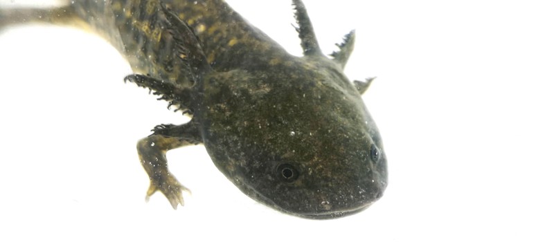 Aksolotl meksykański (Ambystoma mexicanum)