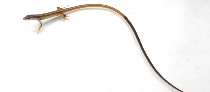 Jaszczurka długoogonowa (Takydromus sexlineatus)