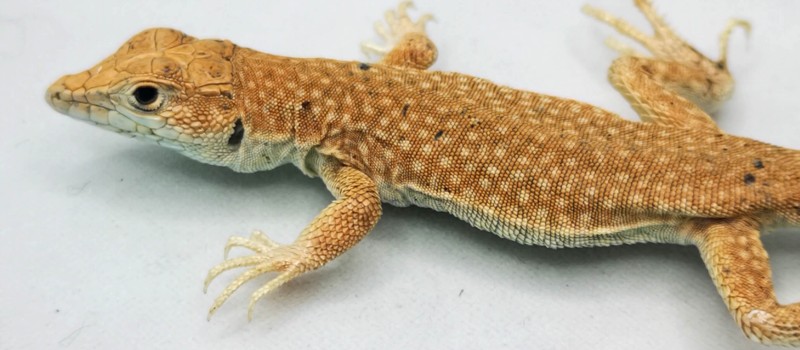 Acanthodactylus aureus