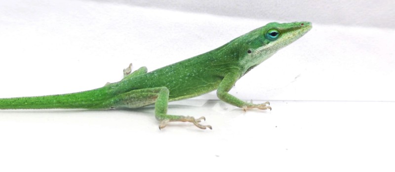 Anolis zielony (Anolis carolinensis) 