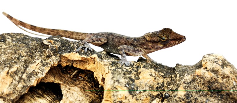 Anolis sabanus