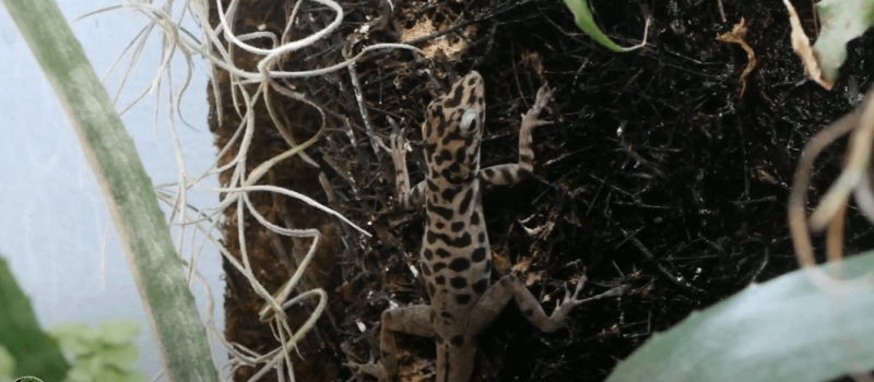 Anolis sabanus