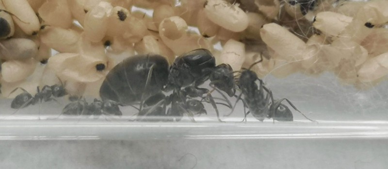 Lasius niger