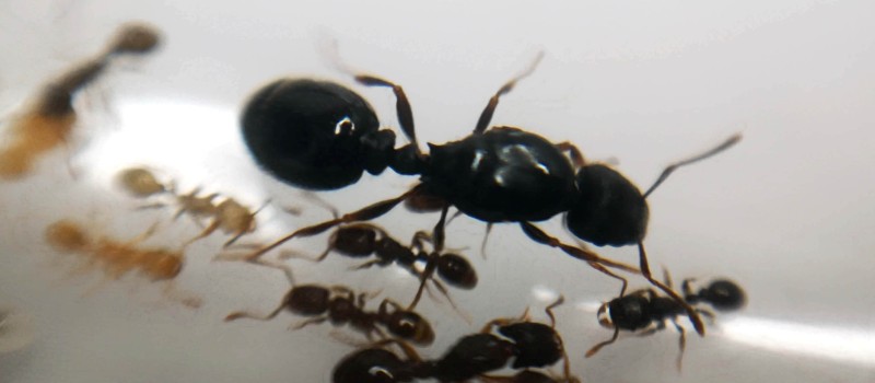 Strongylognathus testaceus + Tetramorium caespitum