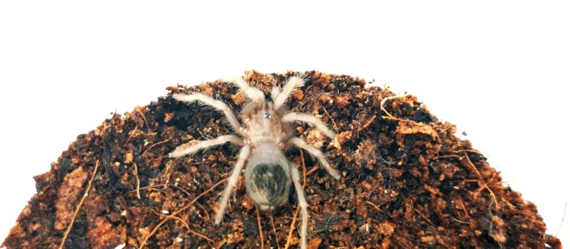 Lasiocyano sazimai ex. Pterinopelma sazimai