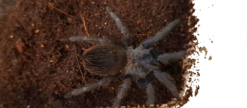 Lasiocyano sazimai ex. Pterinopelma sazimai