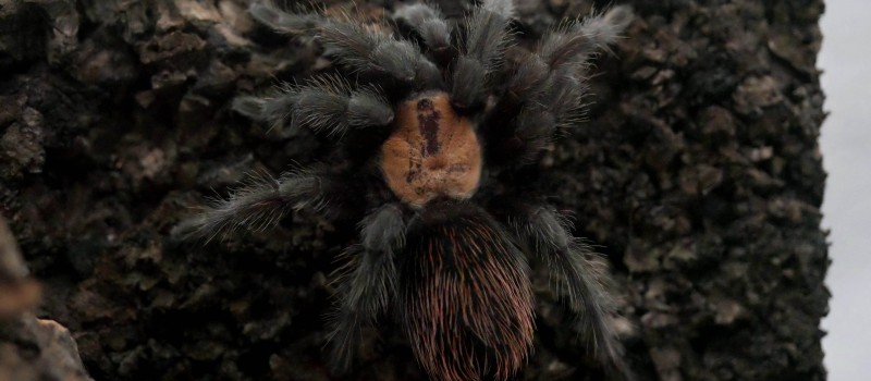 Brachypelma albiceps