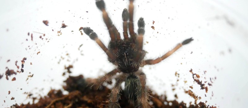 Psalmopoeus reduncus