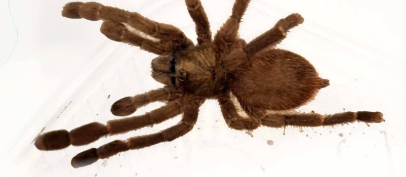Caribena laeta