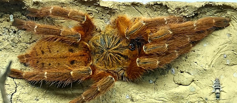 Pterinochilus murinus