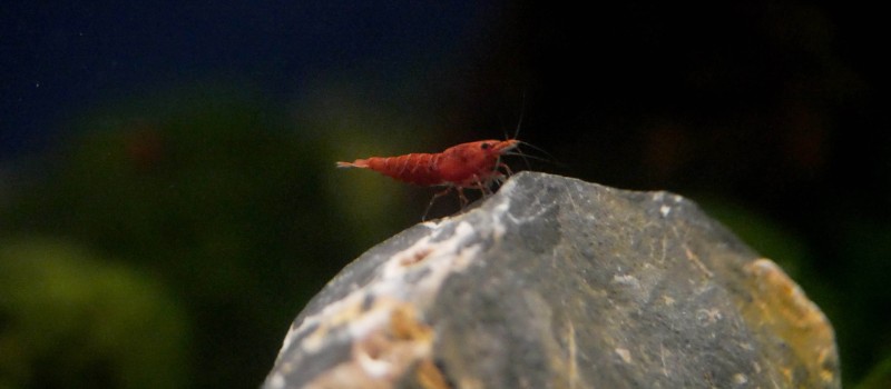 Krewetka sakura (Neocaridina davidi)