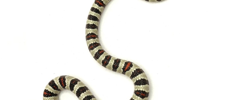 Lancetogłów meksykański (Lampropeltis mexicana)