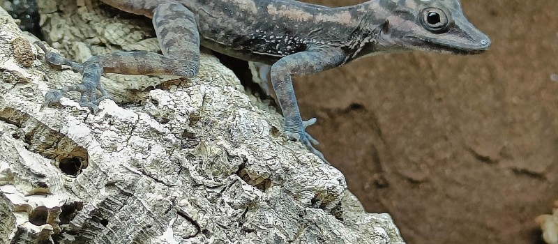 Anolis lucius