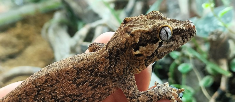 Gekon gargulcowy (Rhacodactylus auriculatus)