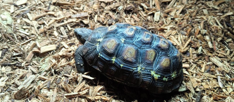 Zawiasek gładkobrzegi (Kinixys belliana)