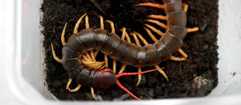 Scolopendra subspinipes