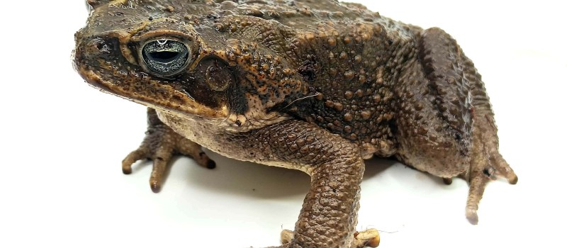 Ropucha Aga (Rhinella marina)