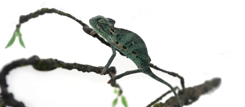 Kameleon jemeński (Chamaeleo calyptratus)