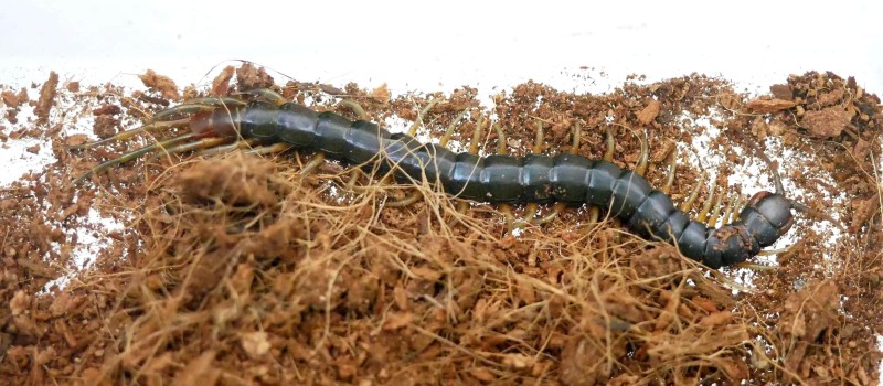 Scolopendra sp. Cameroon