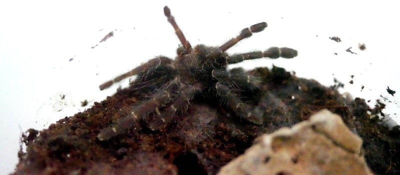 Cyriopagopus sp. Hati Hati