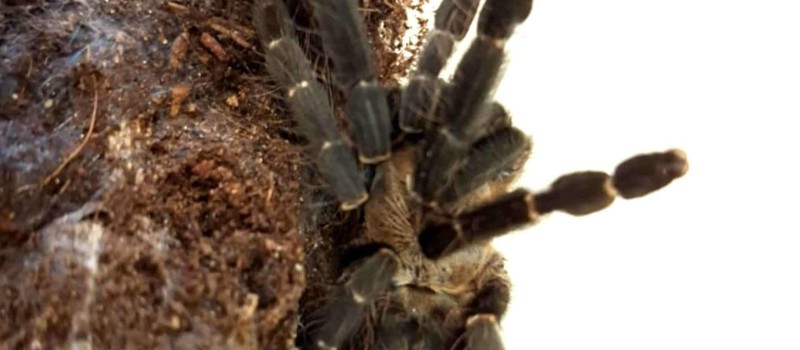 Phormingochilus hatihati