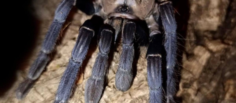 Phormingochilus hatihati