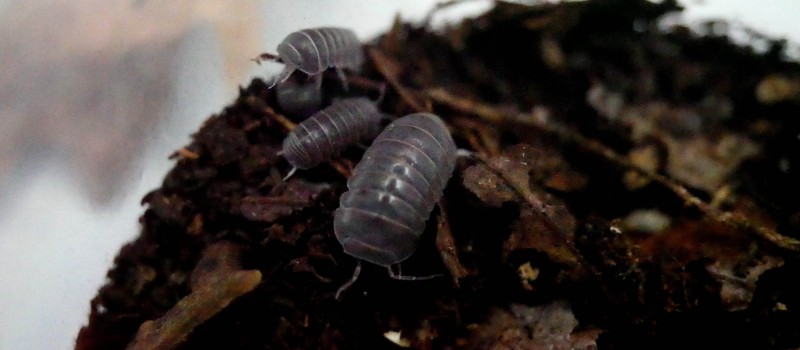 Armadillo officinalis