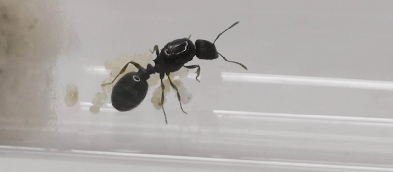 Tetramorium caespitum