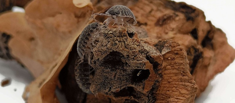 Porcellio flavomarginatus