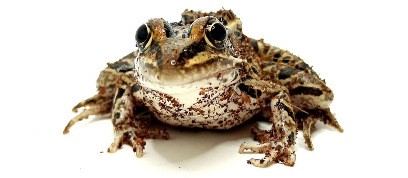 Żaba leopardowa (Lithobates pipiens)