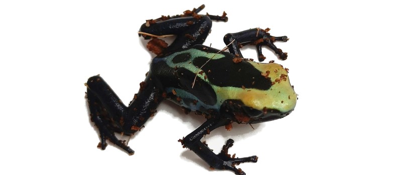 Drzewołaz malarski (Dendrobates tinctorius)