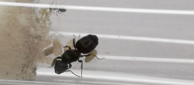 Lasius brunneus