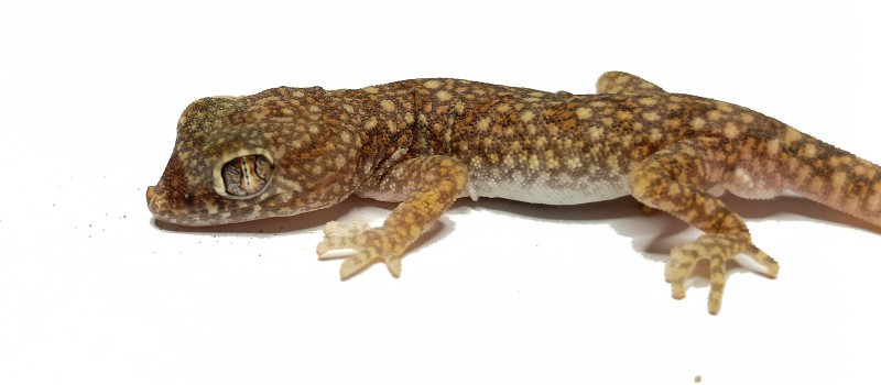 Stenodactylus sthenodactylus