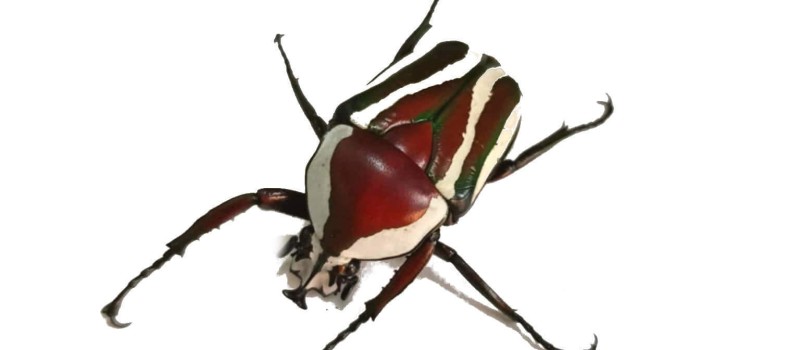  Dicronorrhina derbyana