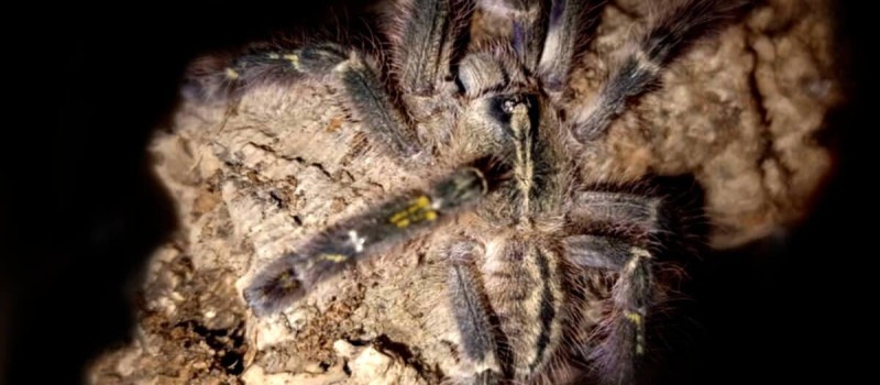 Poecilotheria rufilata