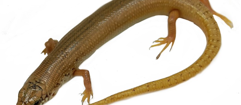 Ostajnica nakrapiana (Chalcides ocellatus)