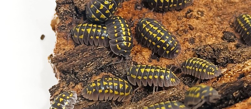  Armadillidium gestroi