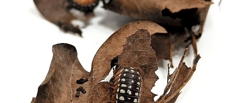 Armadillidium werneri